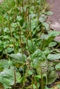 Greater Plantain, Waybread Plantago major tree in the garden .The inflorescences on long stalks with short spikes numerous tiny