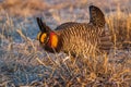 Greater Prairie Chicken