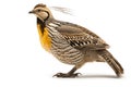 Greater Prairie Chicken solate on white background.