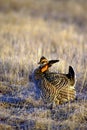 Greater Prairie Chicken 15432