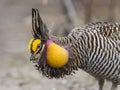 Greater Prairie Chicken Royalty Free Stock Photo