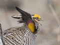 Greater Prairie Chicken Royalty Free Stock Photo