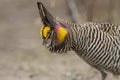Greater Prairie Chicken Royalty Free Stock Photo
