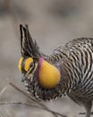 Greater Prairie Chicken Royalty Free Stock Photo