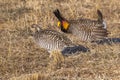 Greater Prairie Chicken Royalty Free Stock Photo