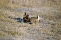 Greater Prairie Chickens   15544 Royalty Free Stock Photo