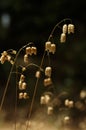 Greater quaking grass dry plants - Briza maxima Royalty Free Stock Photo