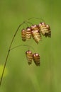 Greater quaking grass flowers over green - Briza maxima Royalty Free Stock Photo