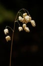 Greater quaking grass seeds - Briza maxima Royalty Free Stock Photo