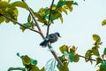 Greater Racket-tailed Drongo, common Black and Ashy Drongos. Royalty Free Stock Photo