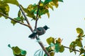 Greater Racket-tailed Drongo, common Black and Ashy Drongos. Royalty Free Stock Photo