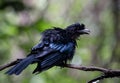 Greater Racket-tailed Drongo Dicrurus paradiseus