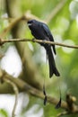 Greater Racket-tailed Drongo - Dicrurus paradiseus