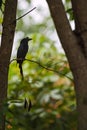 Greater Racket-tailed Drongo - Dicrurus paradiseus