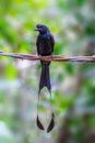 Greater Racket-tailed Drongo Dicrurus paradiseus