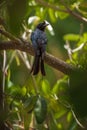 Greater Racket-tailed Drongo - Dicrurus paradiseus