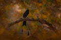 Greater Racket-tailed Drongo, Dicrurus paradiseus, Nagarhole National Park, Karnataka, India. Black birde with long tail catch Royalty Free Stock Photo