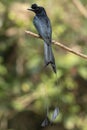 Greater Racket Tailed Drongo, Dicrurus paradiseus, Salim Ali Bird Sanctuary Royalty Free Stock Photo