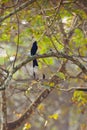 The greater racket-tailed drongo (Dicrurus paradiseus) sitting in a colorful deciduous forest.