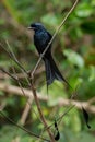 Greater Racket-tailed Drongo Royalty Free Stock Photo