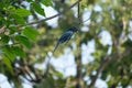 Greater Racket-tailed Drongo rest on twig Royalty Free Stock Photo
