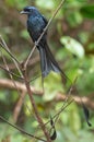 Greater Racket-tailed Drongo at Thattekad, Kerala Royalty Free Stock Photo