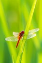 Greater Red Skimmer dragonfly perching on rice leaf with green blur background Royalty Free Stock Photo