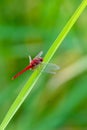 Greater Red Skimmer dragonfly perching on rice leaf with green blur background Royalty Free Stock Photo