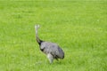 The greater rhea