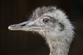 Greater rhea Rhea americana