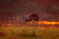 Greater Rhea, Rhea americana, big bird with fluffy feathers, animal in nature habitat, evening sun, Pantanal, Brazil. Rhea on the Royalty Free Stock Photo