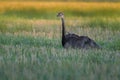 Greater Rhea, Royalty Free Stock Photo