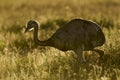 Greater Rhea, Royalty Free Stock Photo