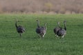 Greater Rhea, Rhea americana, in Pampas coutryside environment, Royalty Free Stock Photo