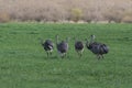 Greater Rhea, Rhea americana, in Pampas coutryside environment, Royalty Free Stock Photo