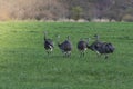 Greater Rhea, Rhea americana, in Pampas coutryside environment, La Pampa province, Royalty Free Stock Photo