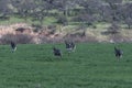 Greater Rhea, Rhea americana, in Pampas coutryside environment, La Pampa province, , Royalty Free Stock Photo