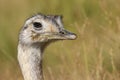 Greater Rhea bird Royalty Free Stock Photo