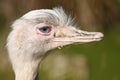 Greater Rhea bird