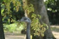 Greater Rhea Bird.