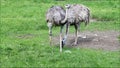 Greater rhea bird, Nandu