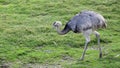 Greater rhea Royalty Free Stock Photo