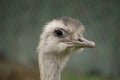 Greater Rhea Royalty Free Stock Photo