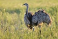 Greater Rhea,La Pampa Royalty Free Stock Photo