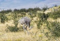 Greater rhea - nandu - bird in grassland pampa near Torres del Paine