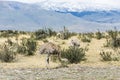 Greater rhea - nandu - bird in grassland pampa near Torres del Paine Royalty Free Stock Photo