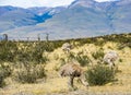 Greater rhea - nandu - bird in grassland pampa near Torres del Paine Royalty Free Stock Photo