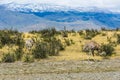 Greater rhea - nandu - bird in grassland pampa near Torres del Paine Royalty Free Stock Photo