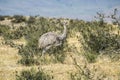 Greater rhea - nandu - birds in grassland pampa near Torres del Paine Royalty Free Stock Photo