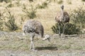 Greater rhea - nandu - birds in grassland pampa near Torres del Paine Royalty Free Stock Photo